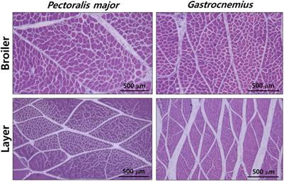 Greater numbers and sizes of muscle bundles in the breast and leg muscles of broilers compared to layer chickens